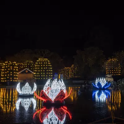 3D Seerose weiß